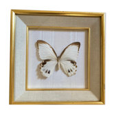 Naturalized butterfly frame, Papilionaceous argeus Borneo.