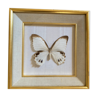 Naturalized butterfly frame, Papilionaceous argeus Borneo.