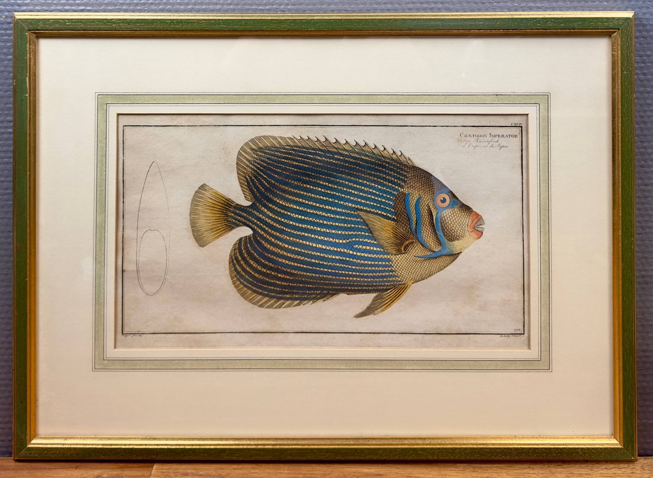 Old engraving exotic fish – Ludwig Schmidt (19th century)