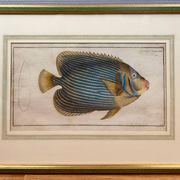 Old engraving exotic fish – Ludwig Schmidt (19th century)