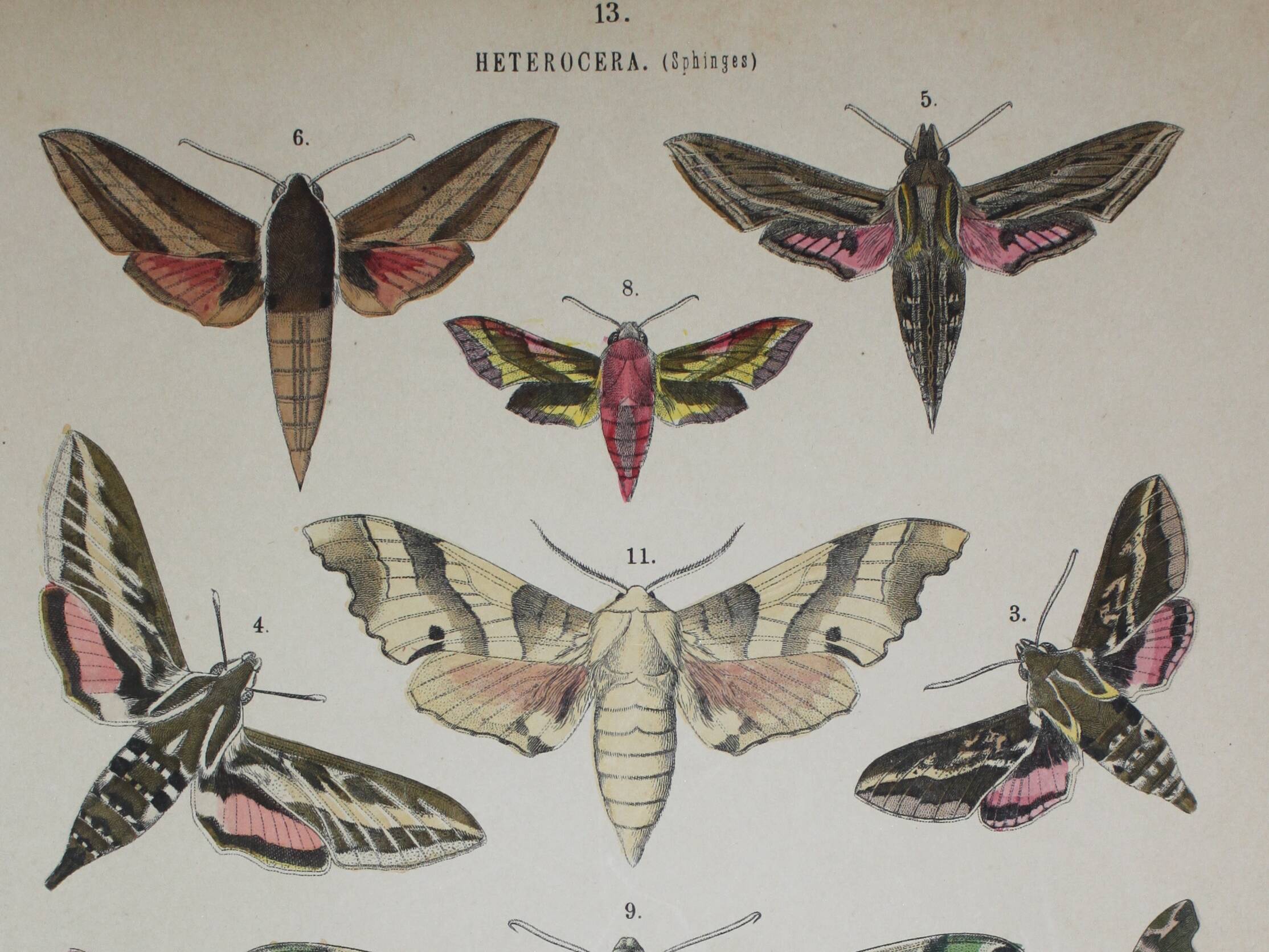 Ancienne gravure Papillon - Lithographie de 1887 - Euphorbia - Illustration entomologique