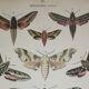 Ancienne gravure Papillon - Lithographie de 1887 - Euphorbia - Illustration entomologique
