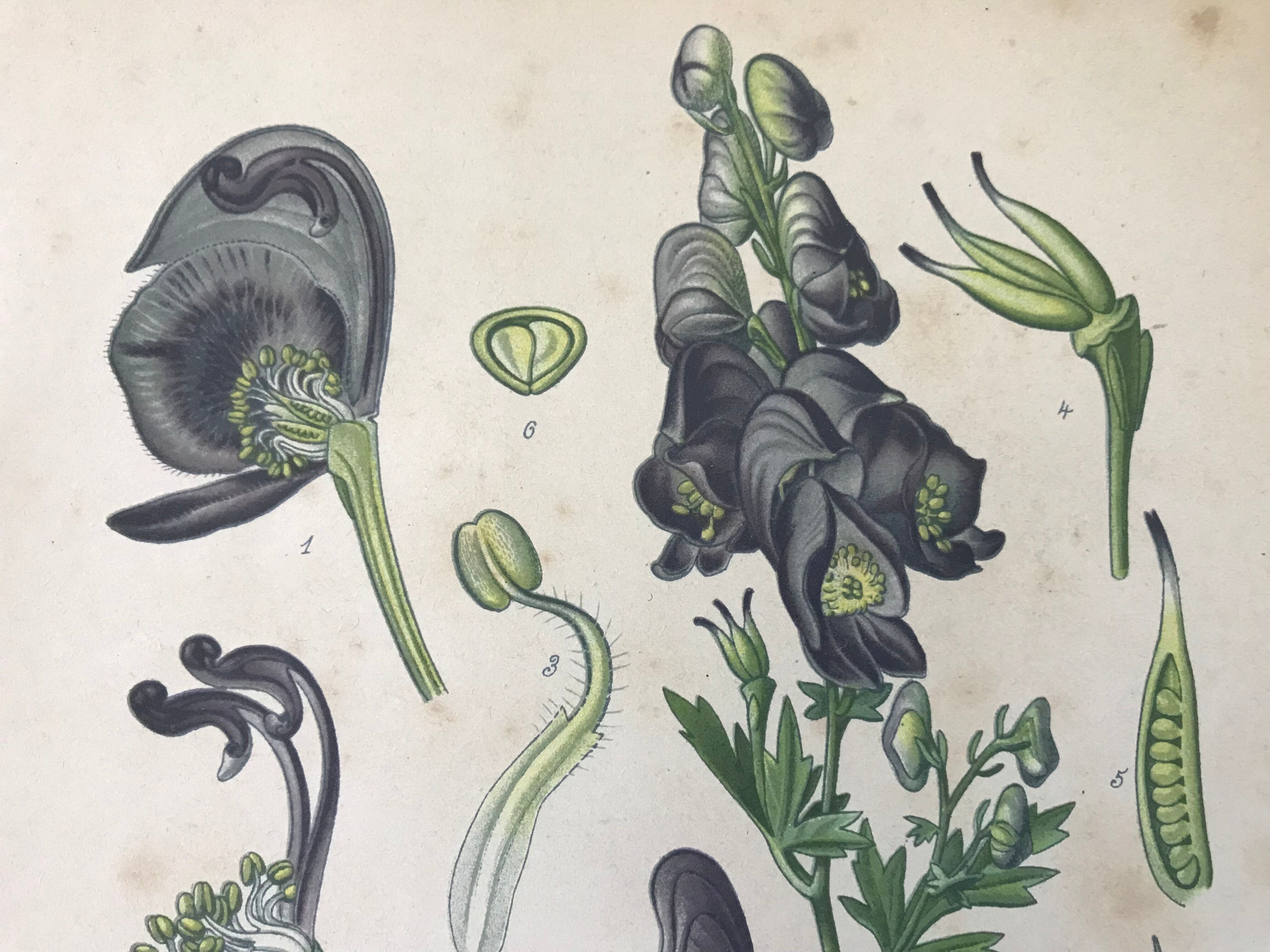 Botanical plates NINETEENTH