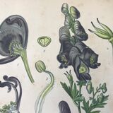 Botanical plates NINETEENTH