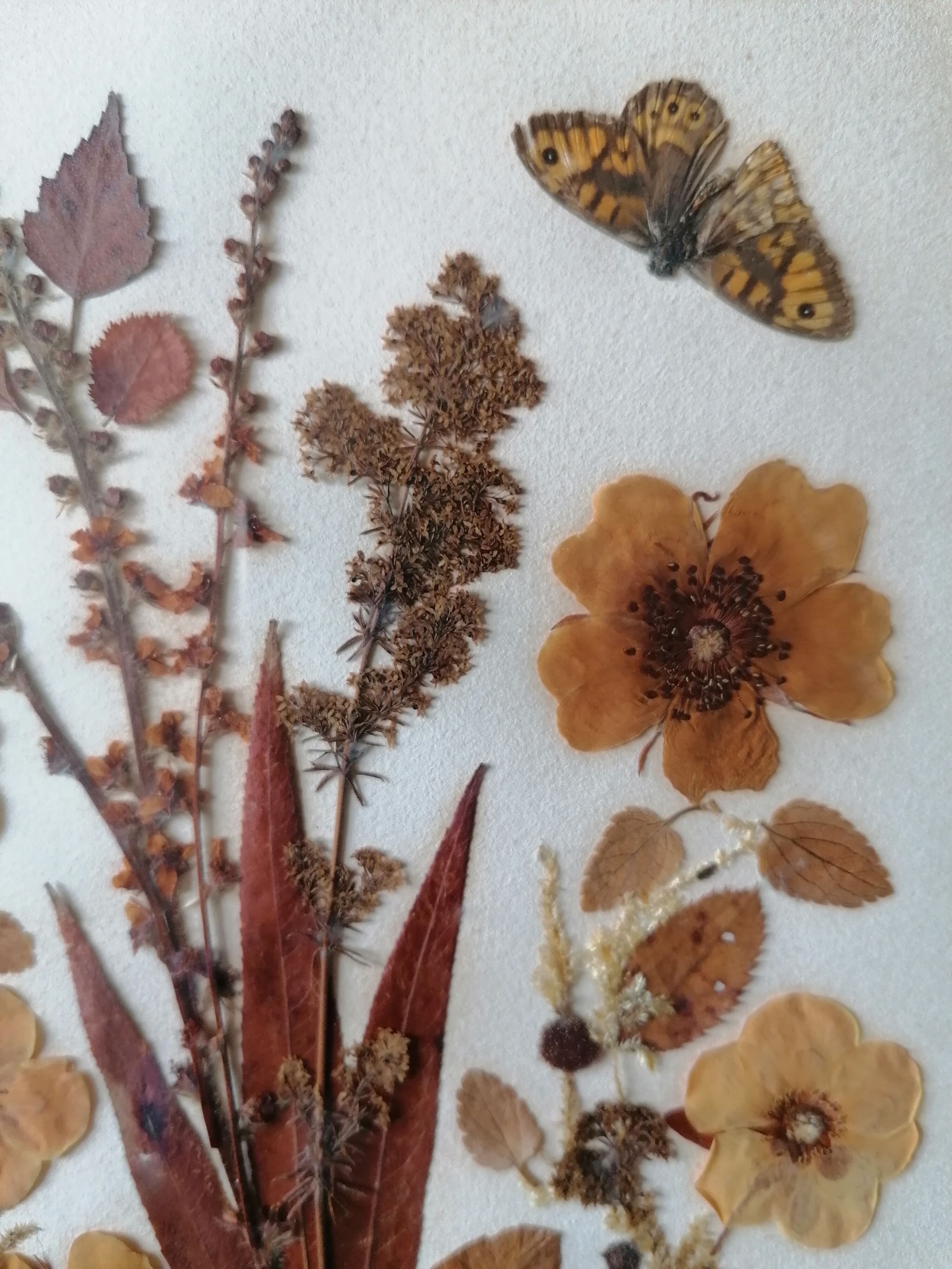 Ancient herbarium