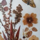 Ancient herbarium