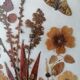 Ancient herbarium