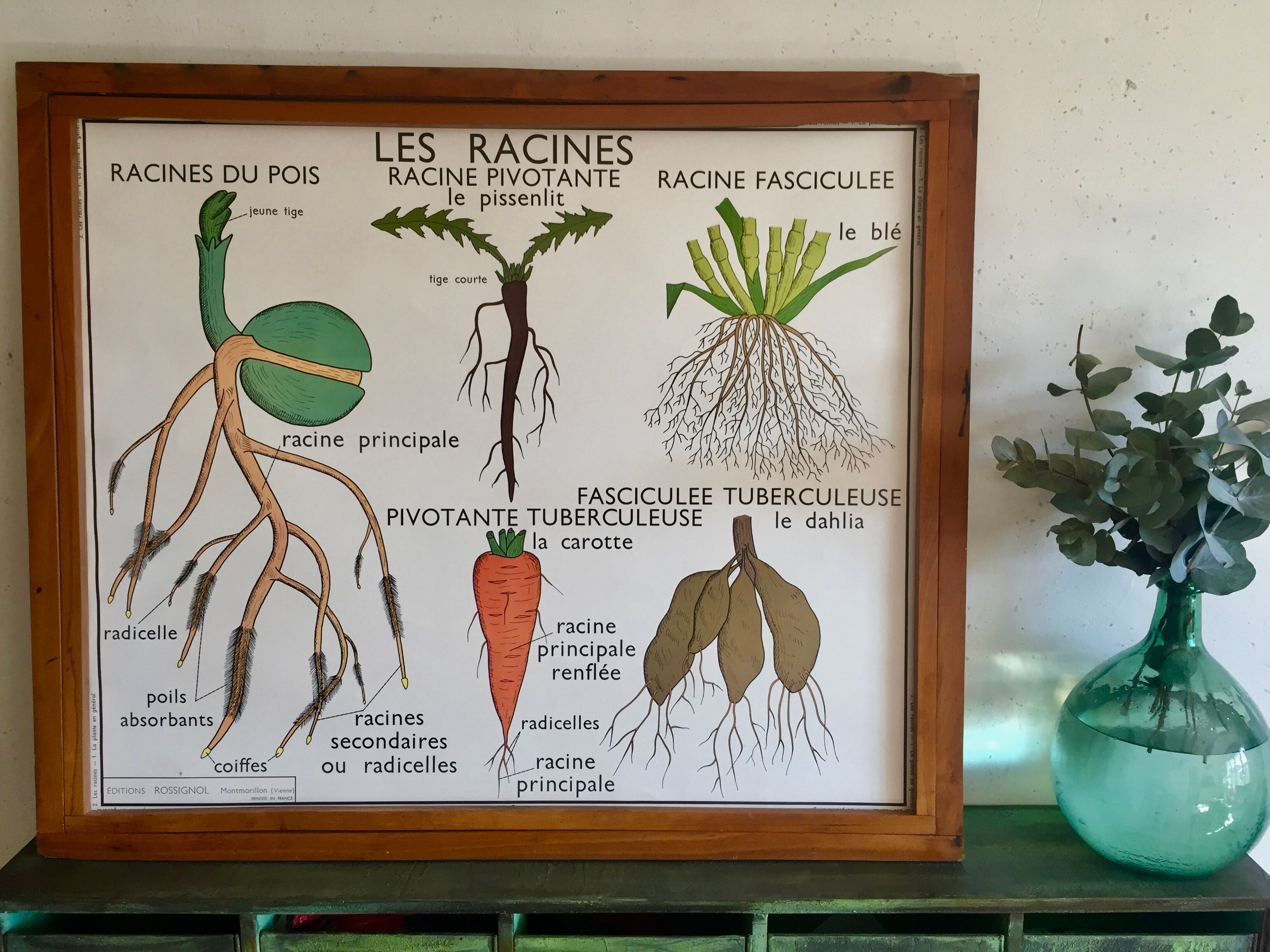 Educational poster Rossignol plants and roots years 60