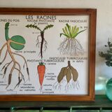 Educational poster Rossignol plants and roots years 60