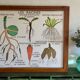 Educational poster Rossignol plants and roots years 60