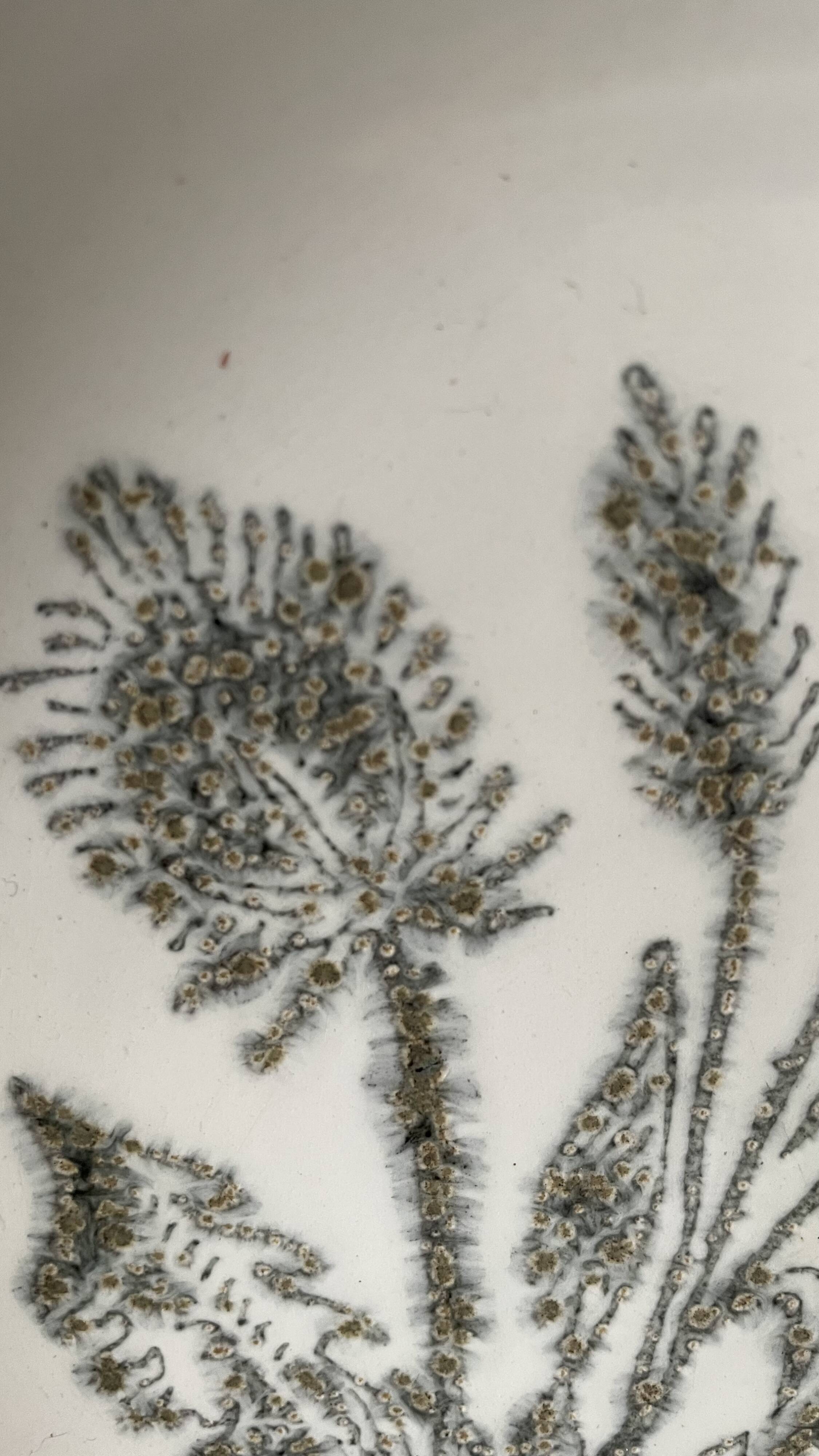 Set of 6 soup plates with thistles