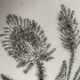 Lot of 6 deep plates with thistles