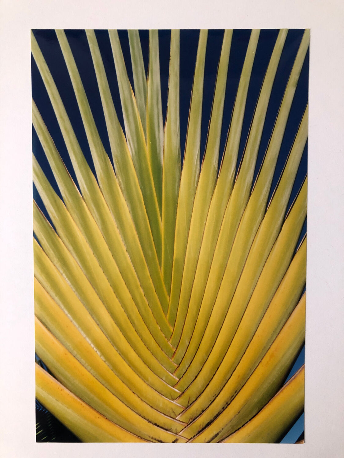 Colour photo of the Traveller's Tree.