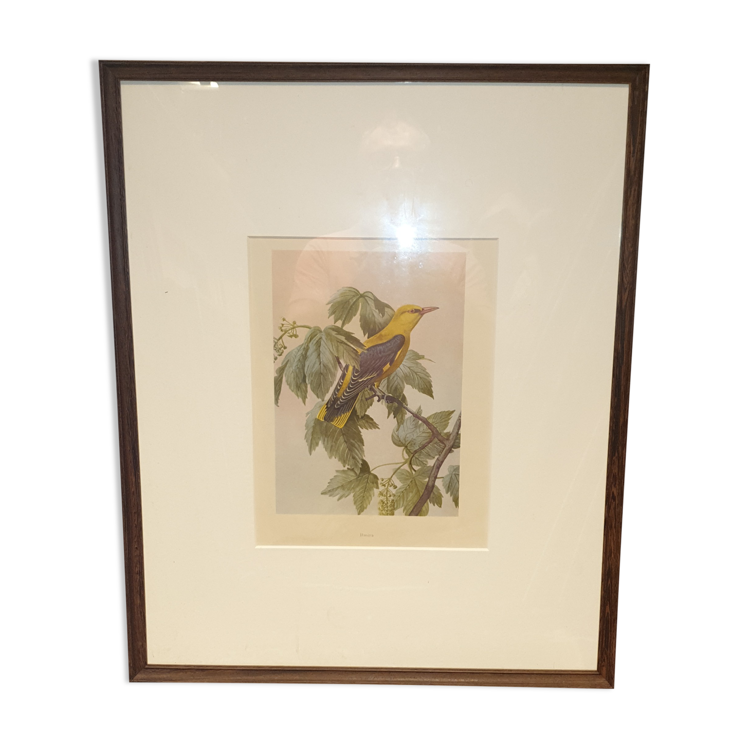 Ornithological engraving