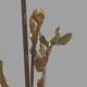 Pied de lampe en bronze doré aux feuillages 1970