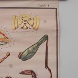 Vintage educational chart