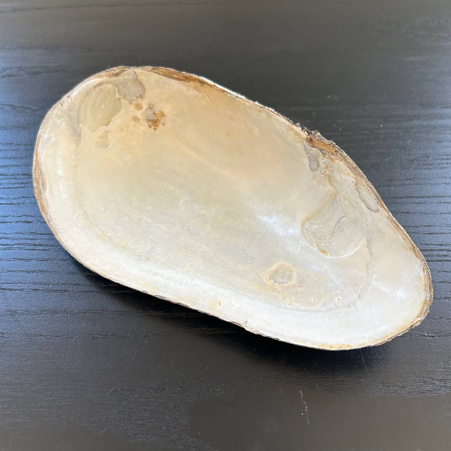 Vide poche coquillage en nacre
