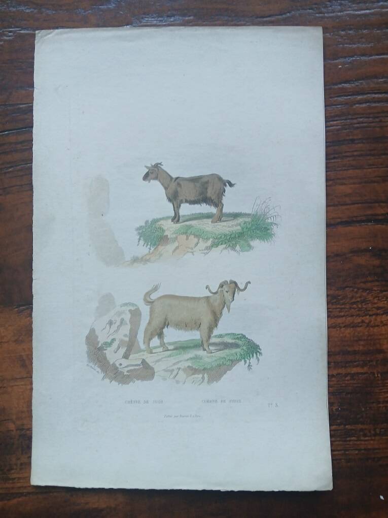 Poster - Antique Zoological Engraving - Judah Goat from Syria (mid 19th century)