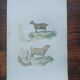 Poster - Antique Zoological Engraving - Judah Goat from Syria (mid 19th century)