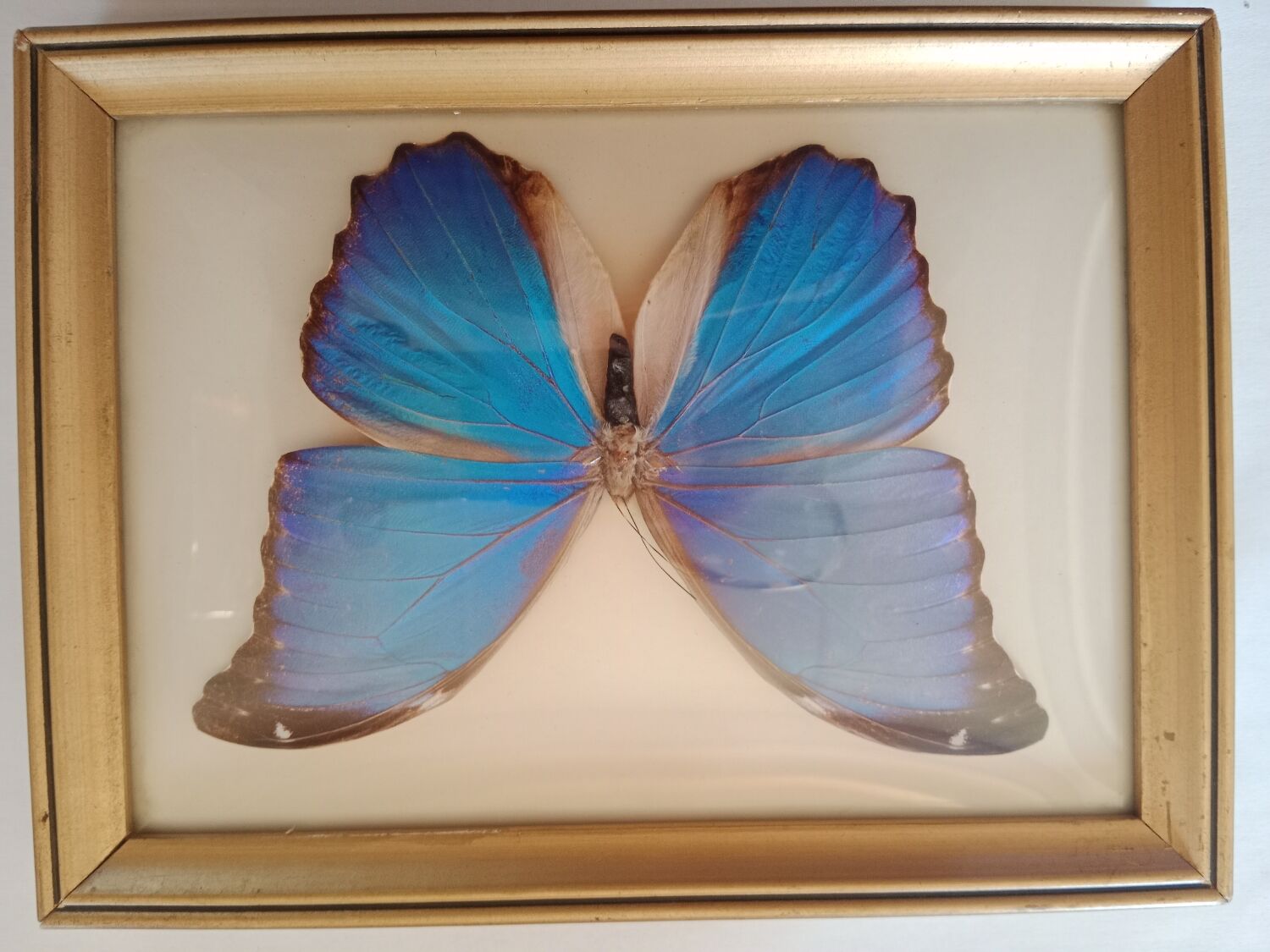 Morpho Amathonte