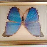 Morpho Amathonte