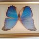 Morpho Amathonte