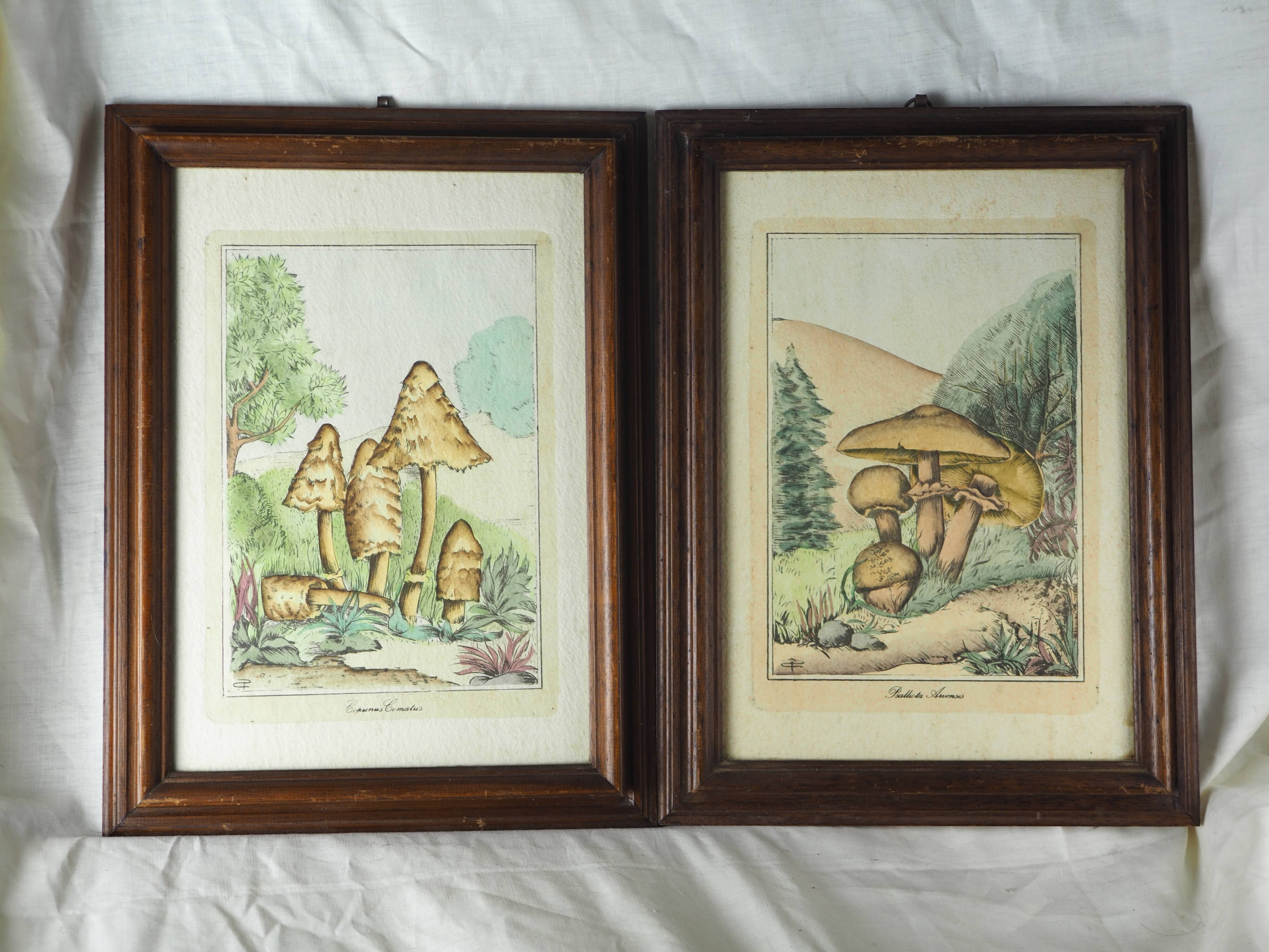 Pair of colorized mycological lithographs - Coprinus comatus, Psalliotta arvensis - 70s