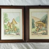 Pair of colorized mycological lithographs - Coprinus comatus, Psalliotta arvensis - 70s