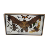 Entomology: box of naturalised insects