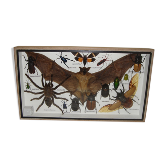 Entomology: box of naturalised insects