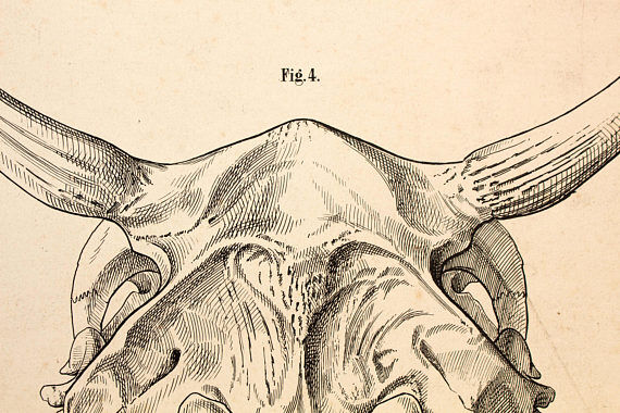 Breeding poster Hermann von Nathusius 1859