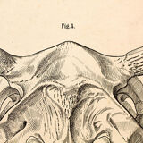 Breeding poster Hermann von Nathusius 1859