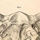 Affiche  élevage Hermann von Nathusius  1859