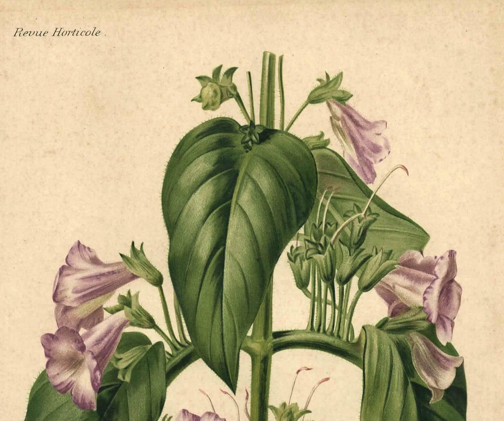 Botanical engraving by Descamps-Sabouret, Chirita hameçon, 1896