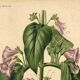 Botanical engraving by Descamps-Sabouret, Chirita hameçon, 1896