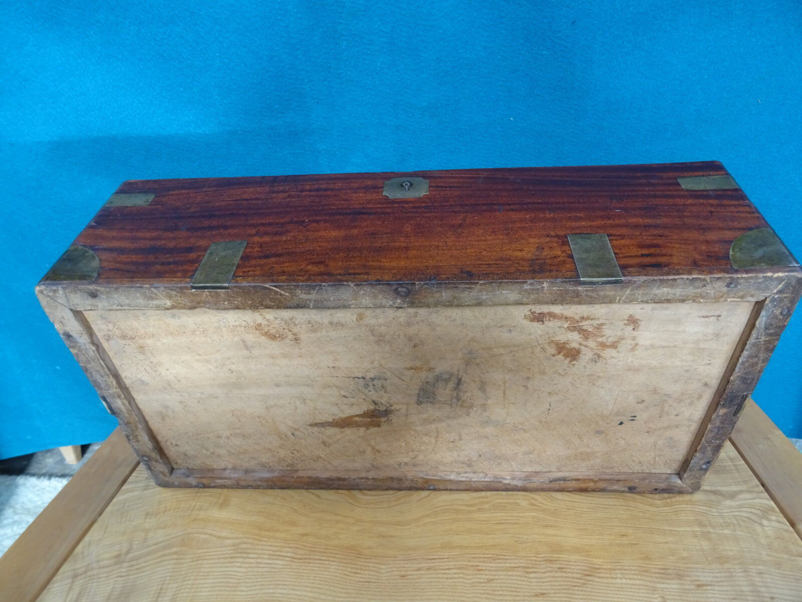 Old marine trunk in camphor tree