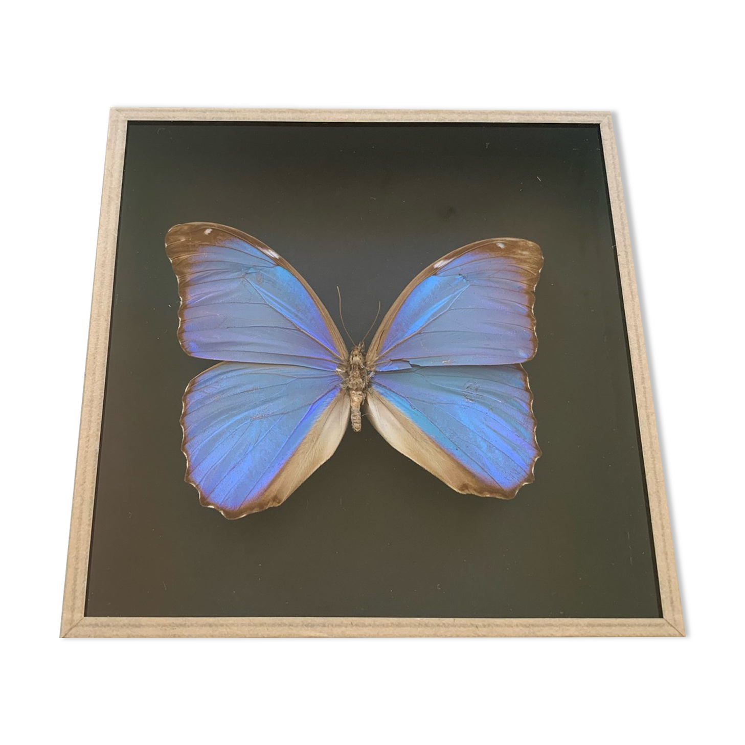 Butterfly naturalized iridescent under glass 16x16cm