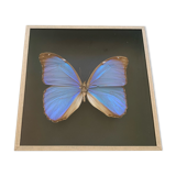 Butterfly naturalized iridescent under glass 16x16cm