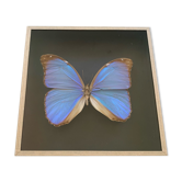Iridescent mounted butterfly under glass 16x16cm