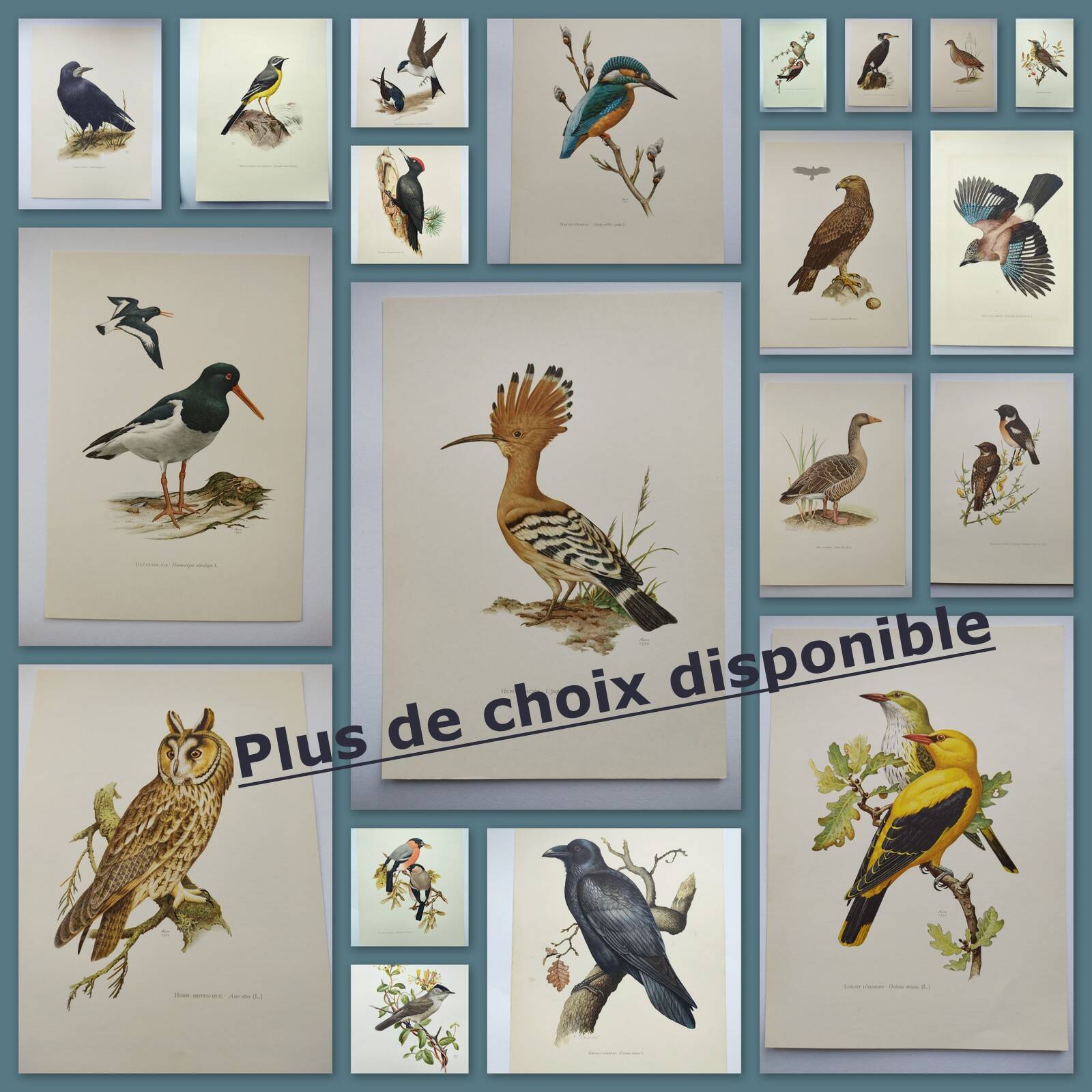Old bird plate from the 1960s - Wigeon - Ornithological animal illustration