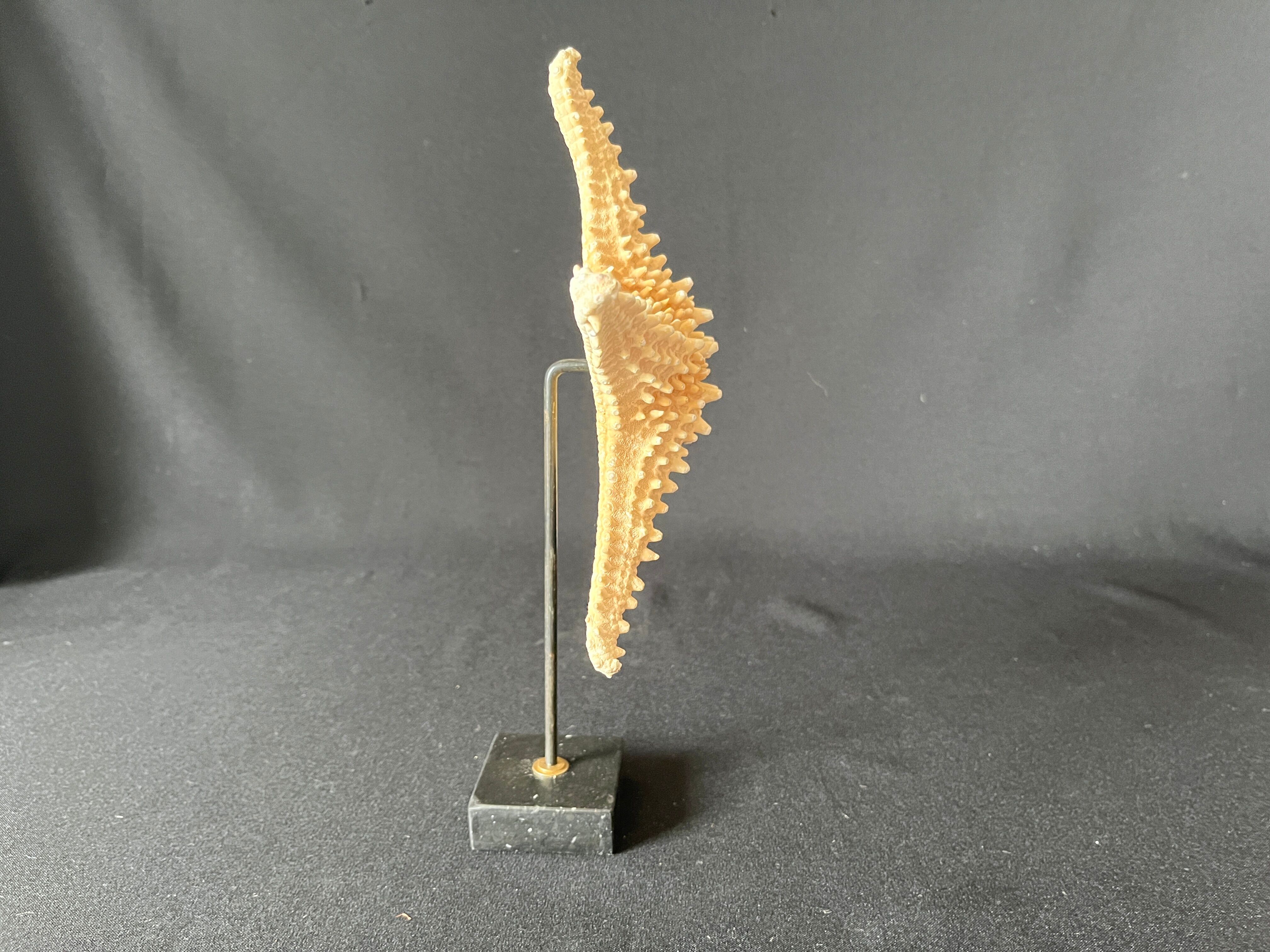 Étoile de mer naturelle sur socle marbre ancien cabinet de curiosités coquillage