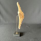 Natural starfish on marble base old cabinet of curiosities shell