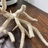 Branche de corail blanc