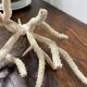 White coral branch