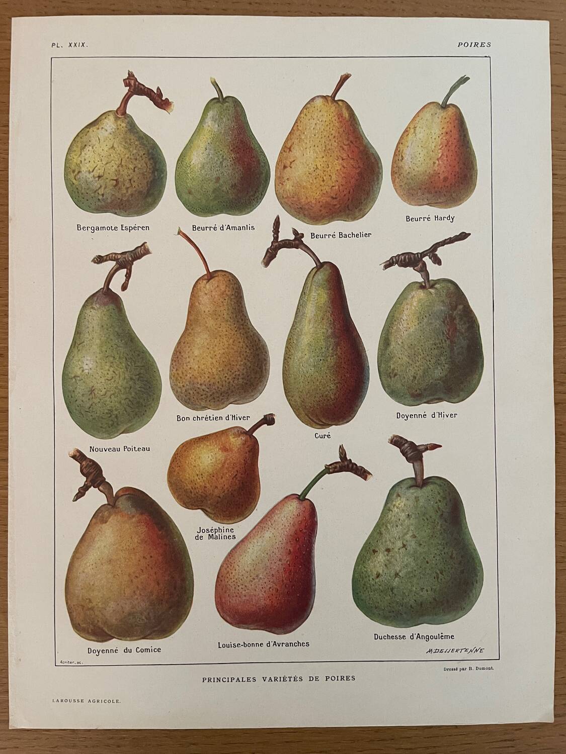 Reserved Laurence - Set of 3 lithos on apples and pears 20th century