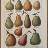 Réservé Laurence - Lot de 3 lithos sur les pommes et poires XXe
