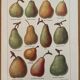 Reserved Laurence - Set of 3 lithos on apples and pears 20th century