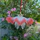 "Oriental Tulips" light suspension - blown glass in pink-orange