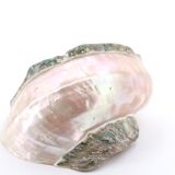 Turbo Marmoratus spiral shell, 60s