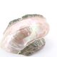 Turbo Marmoratus spiral shell, 60s